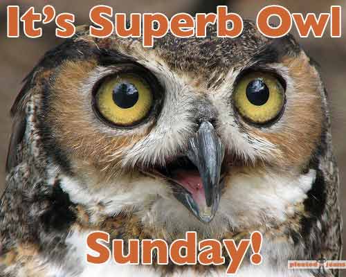 [Image: superb-owl-sunday.jpg]