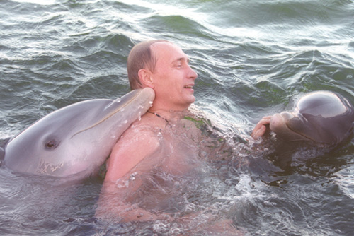 putindolphin.jpeg 