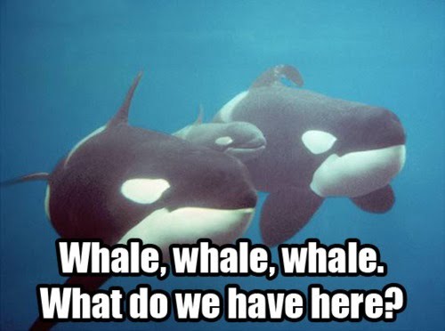 whale-whale-whale-what-do-we-have-here.jpeg