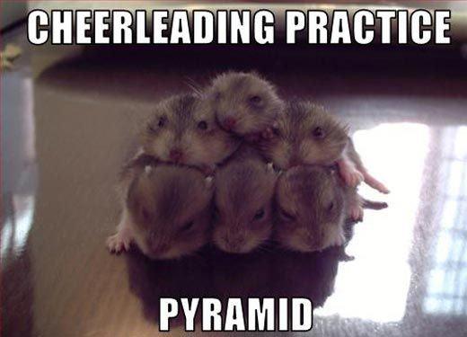 funny-hamster-cheerleading-practice-pyramid-1.jpg