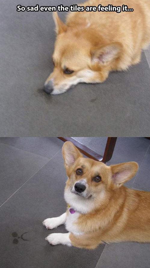 funny-sad-dog-floor-feeling-1.jpg