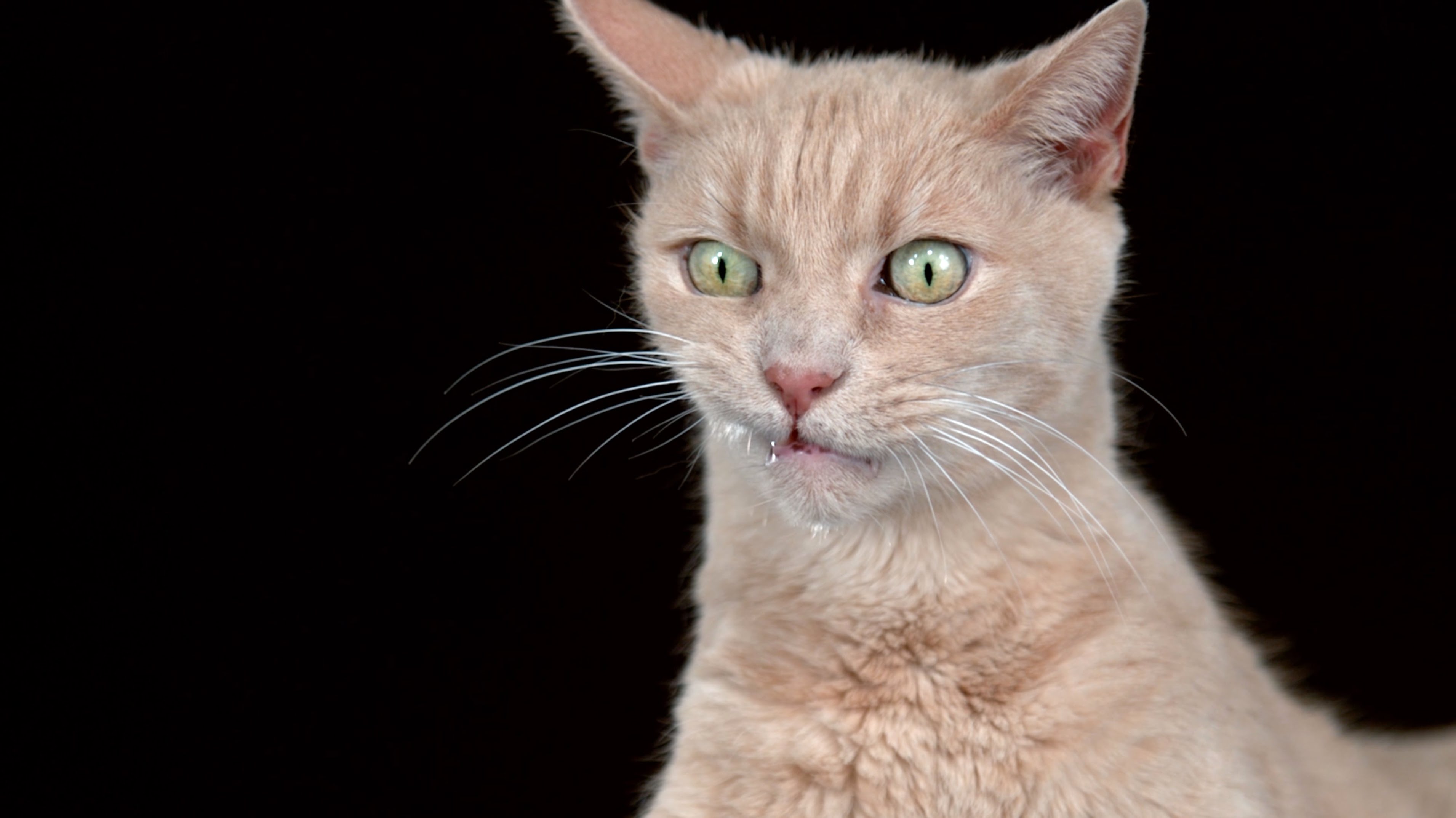 ‘Shake Cats’ Photo Series Captures the Hilarious Faces of Cats Shaking