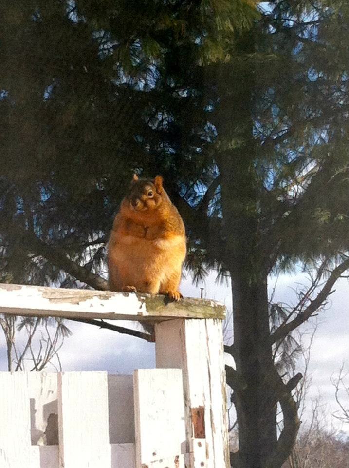 19 Fat Squirrels That Totally Over Ate This Winter | Pleated Jeans