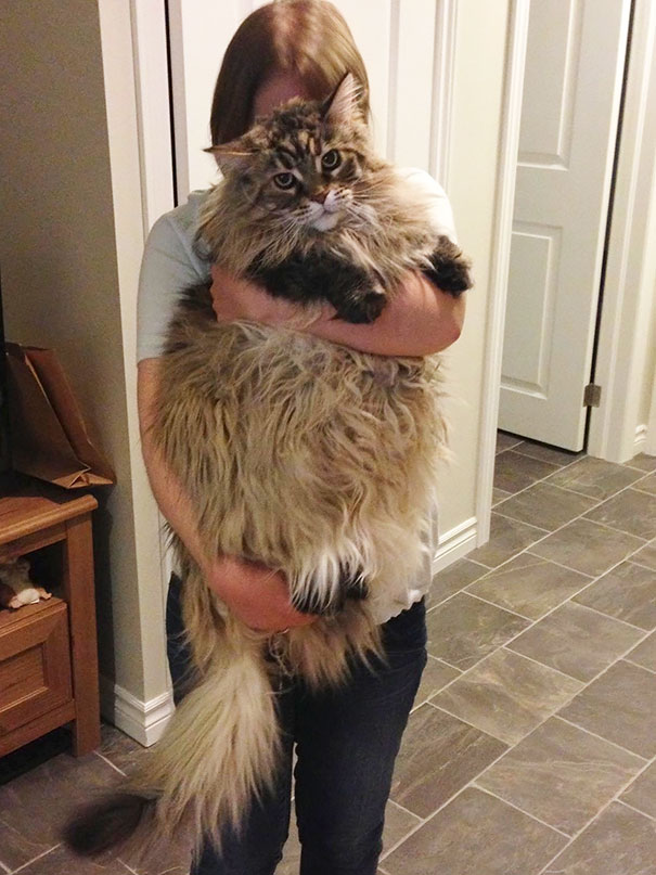 very large maine coon