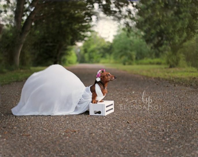 Nothing is Cuter Than This Maternity/Wedding Photoshoot ...