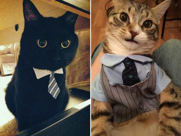 Cats in Business Attire (15 Pics) | Pleated Jeans