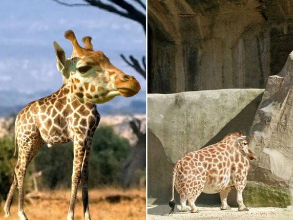 Animals With Short Necks 19 Pics Pleated Jeans
