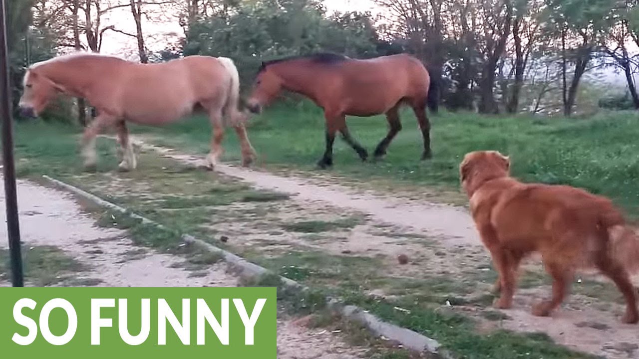 Excited dog desperately attempts to befriend horses