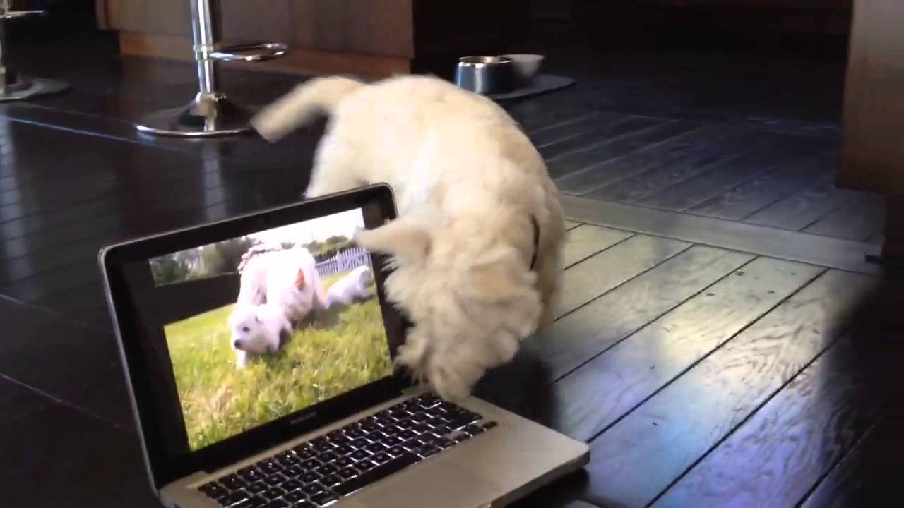 Westie trying to find the puppies trapped inside the computer...