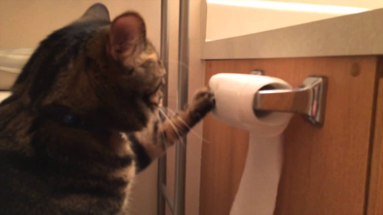 Willie Is Better Than Your Cat