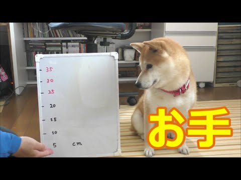 柴犬小春　『お手！』はどこまで上がるのか選手権！
