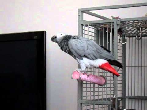 My Name Is Bond, James Bond - Lottie my African Grey Parrot