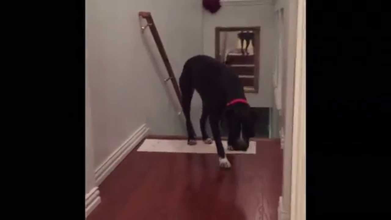 "How to Overcome Your Fears" by Queso
