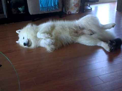 Little kitten playing with his samoyed (Vidor) :)