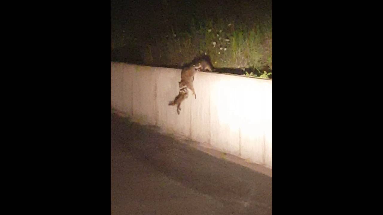 Beautiful teamwork by a raccoon mother and her babies || ViralHog