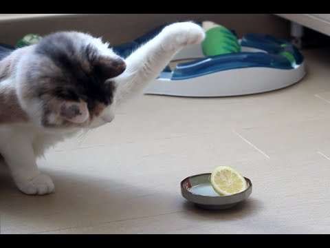 レモンと戦う -Lemon Fighter-