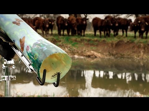 Didgeridoo Wows Cows