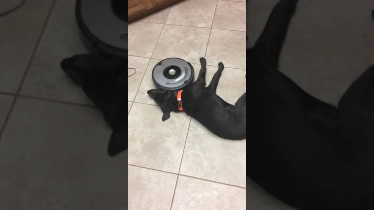 Lazy dog and Roomba