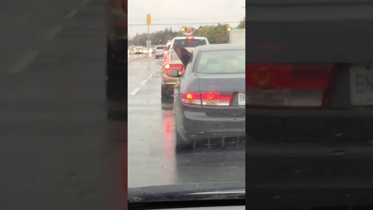 Dobie Dog Dancing in the Rain