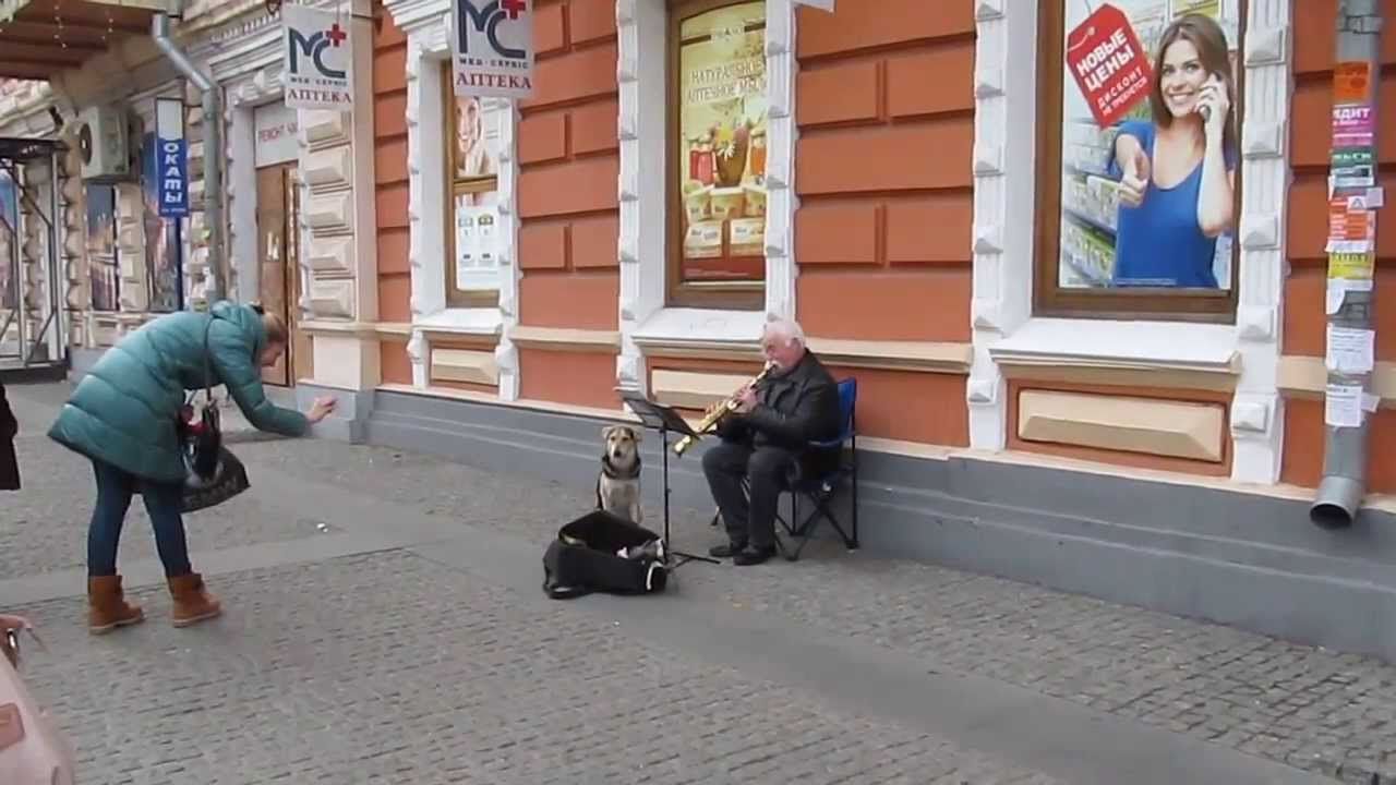 Собака-подпевака (singing dog, 狗唱随着街头艺人)