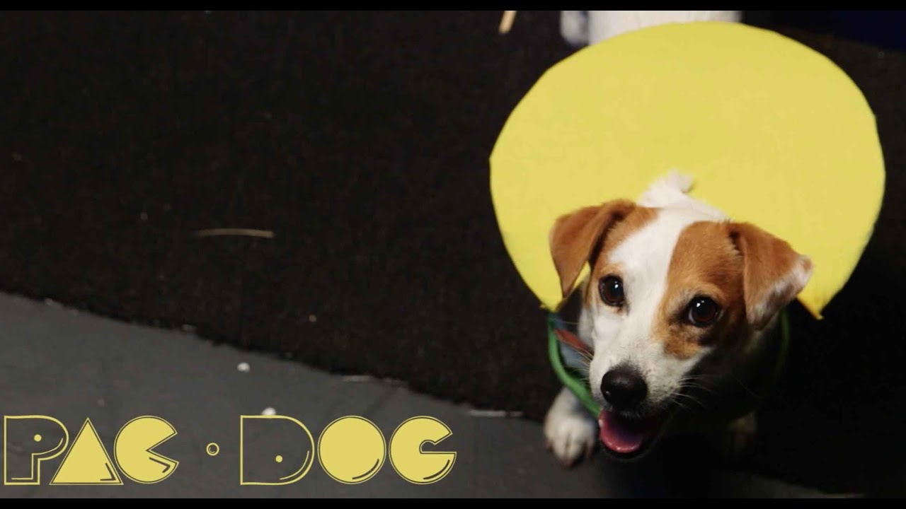 Pac-Dog (Animal Arcade Ep. 1): Guinness World Record Balloon Popping By Dog