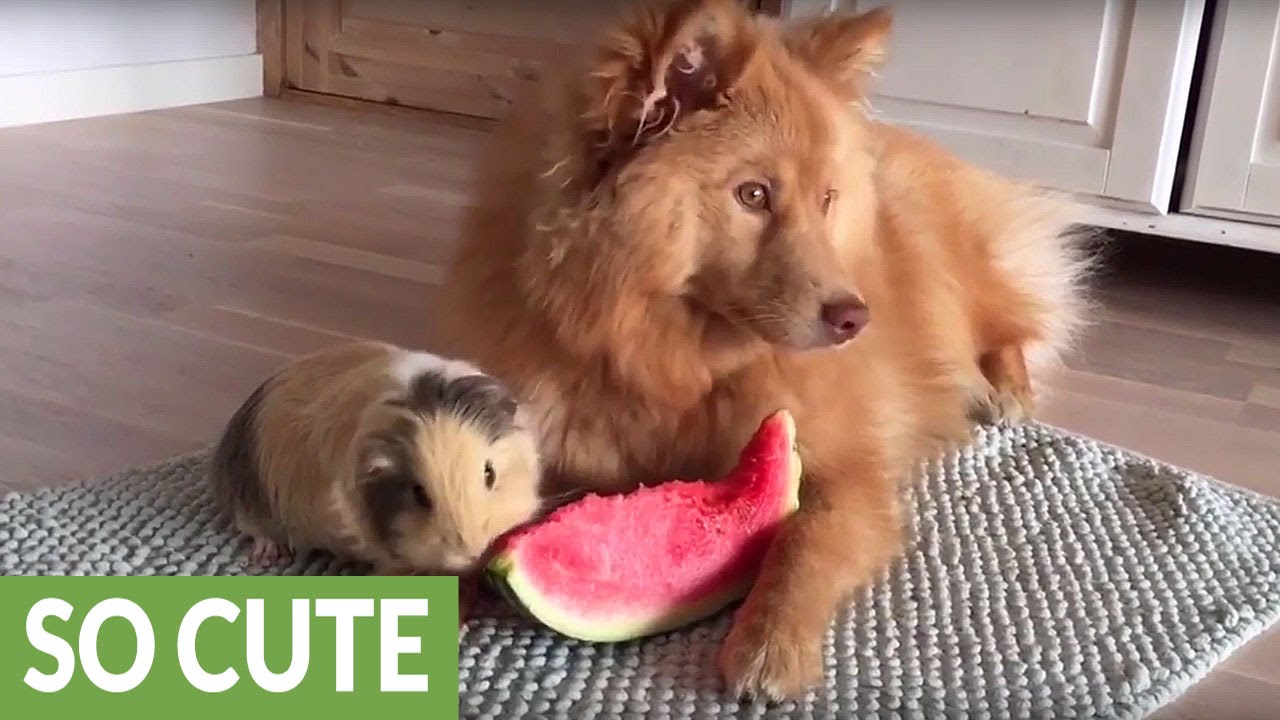 Dog and guinea pig share slice of watermelon