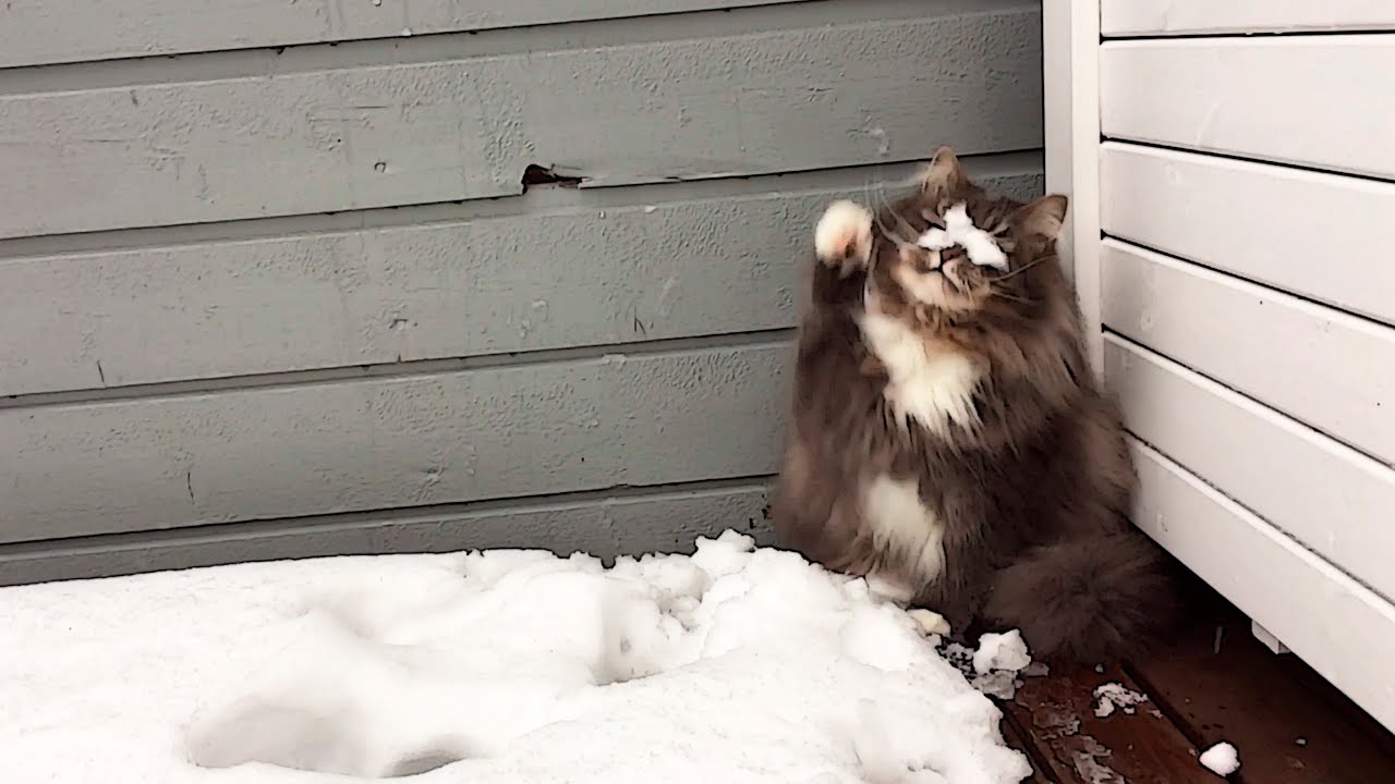 Cat seeking some snowy affection