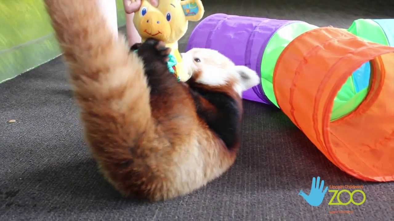 Lincoln the Red Panda's New Adventure