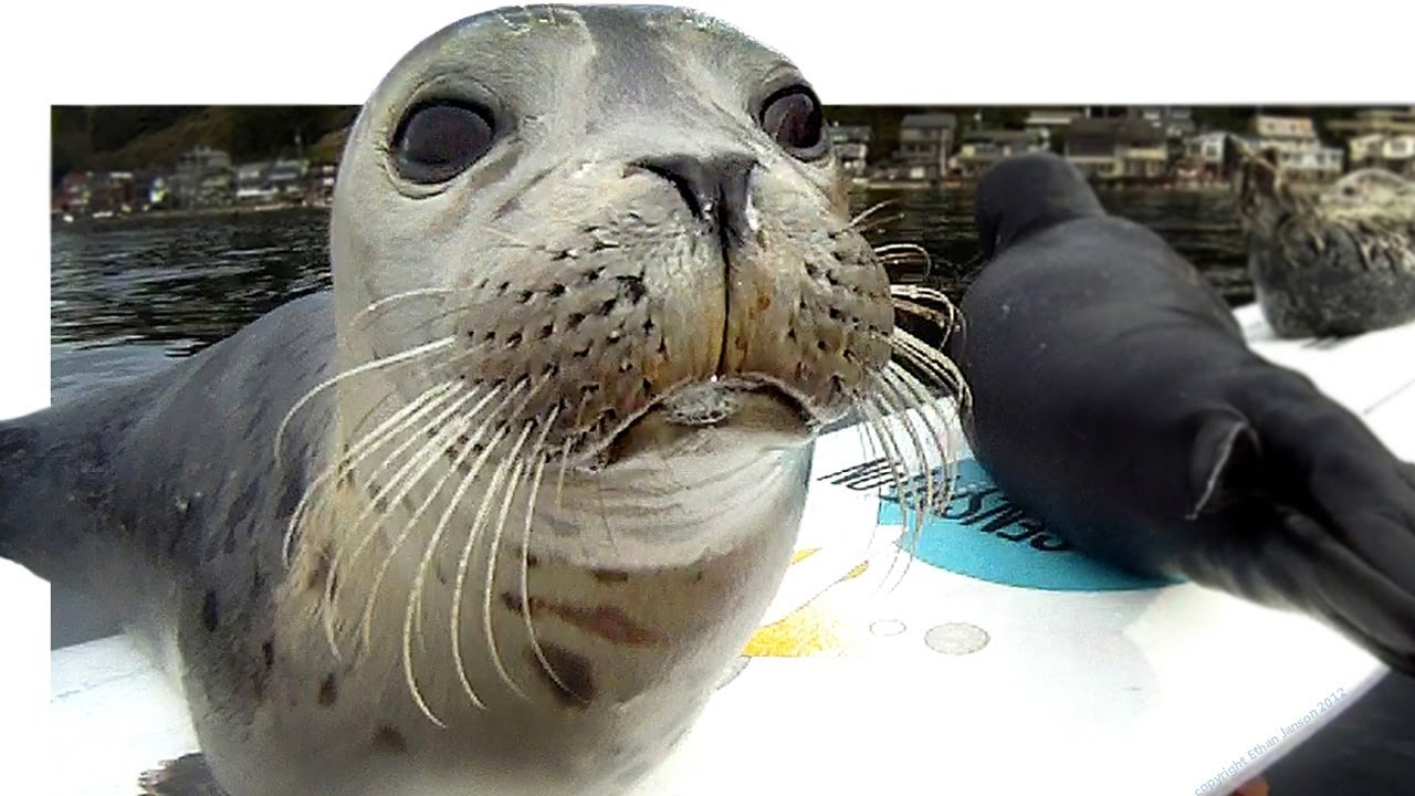 Seal Pup Slip n' Slide (surfboard remote camera)