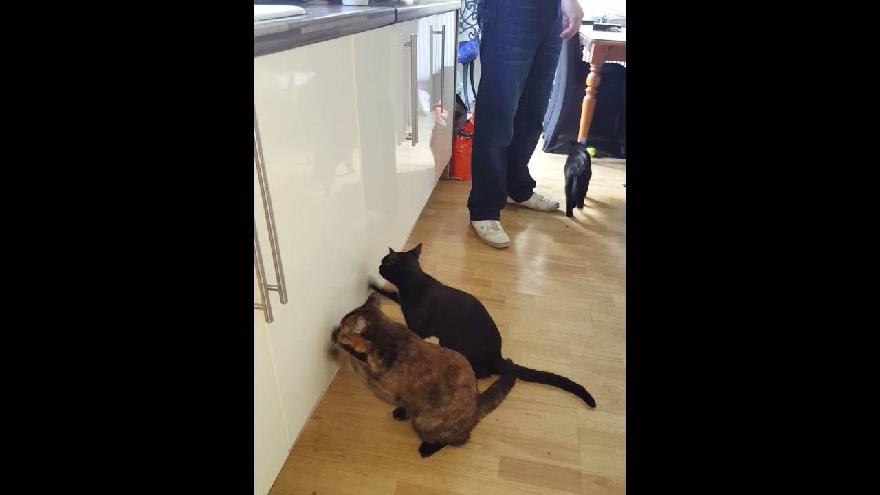 Cats desperately trying to get into the food cupboard. Funny cats