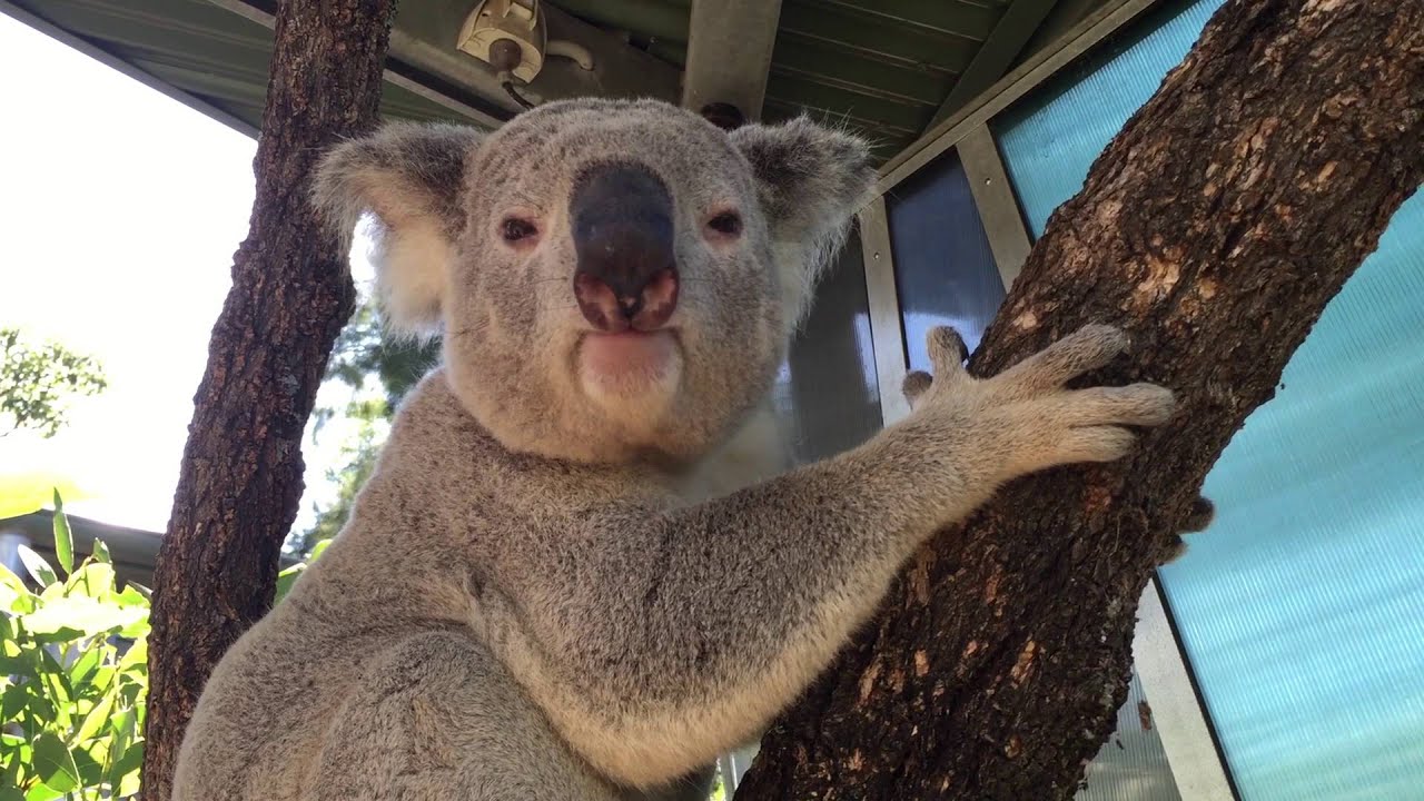 Koala mating call at Taronga