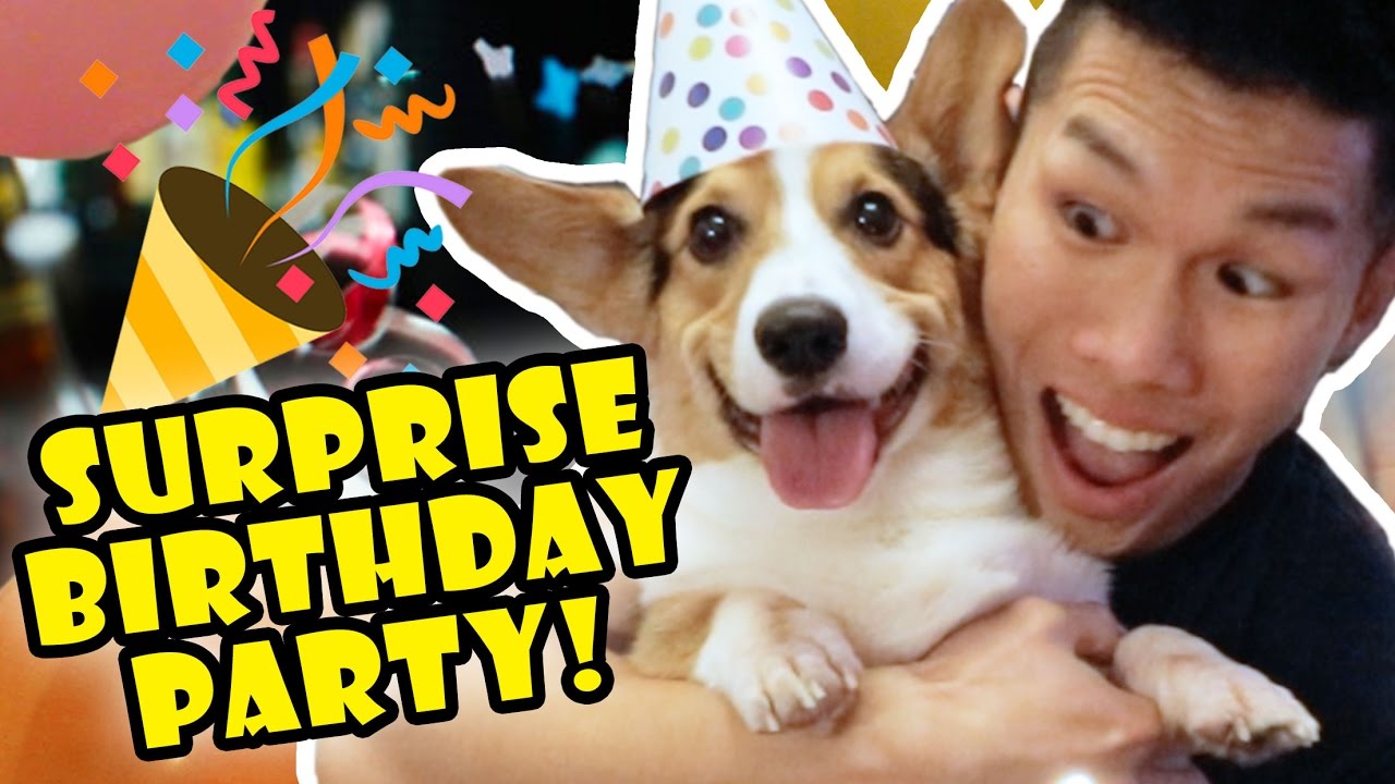 Corgis Priceless Reaction to His SURPRISE DOG BIRTHDAY PARTY!
