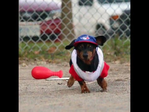 Crusoe & Oakley Dachshunds Play Baseball!
