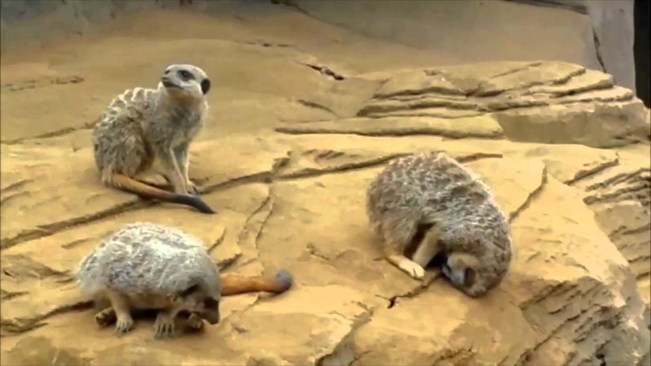 Sleeping Meerkat Falls off Rock