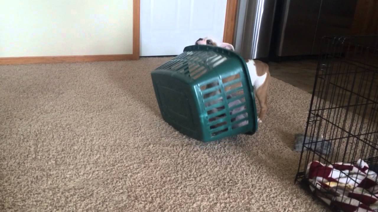 Bulldog puppy Vs. laundry basket