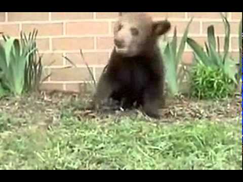 Baby Bear with Sneeze Attack