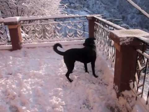 Dog sees snow for the first time!!