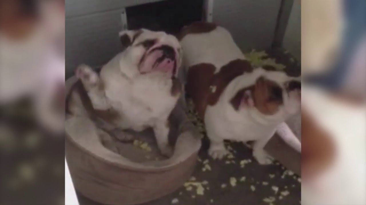 Bulldog Admits Guilt