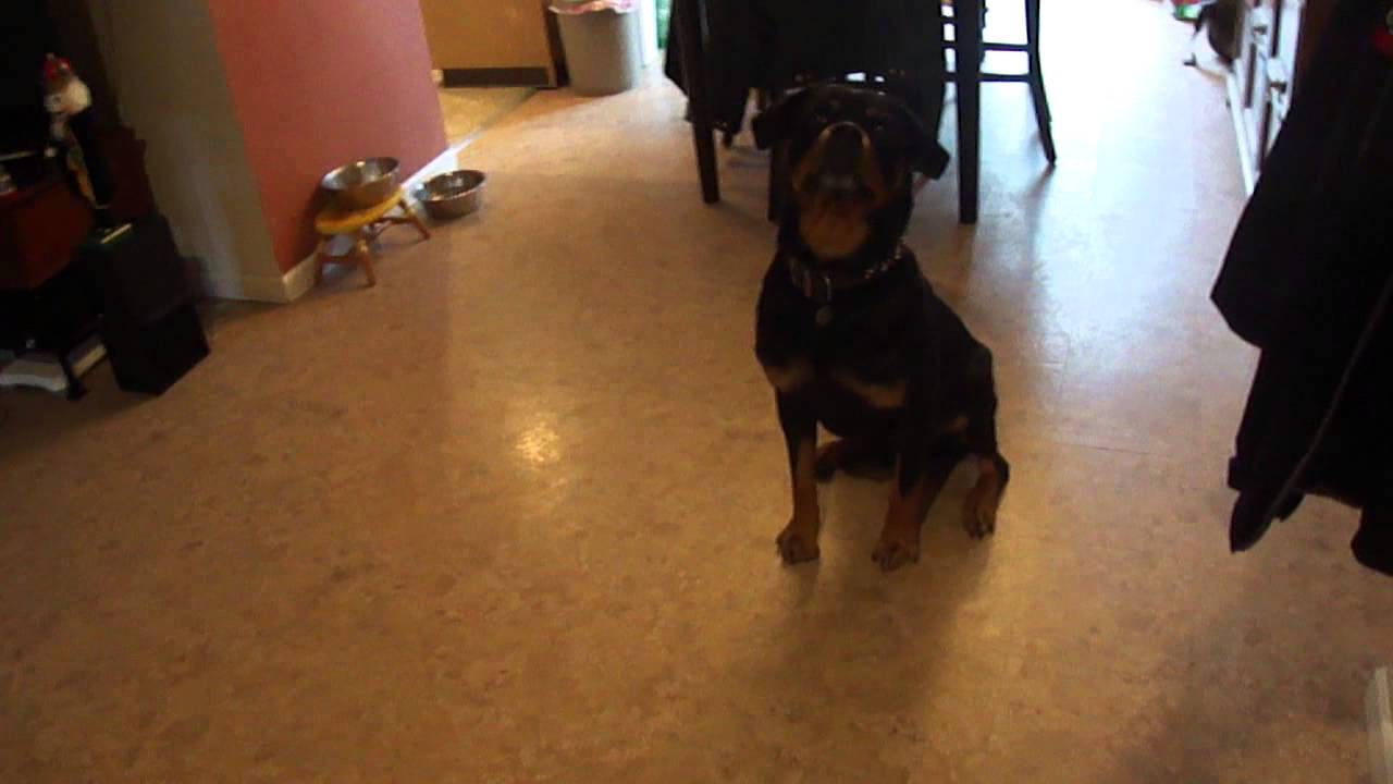 Messing with a Rottweiler