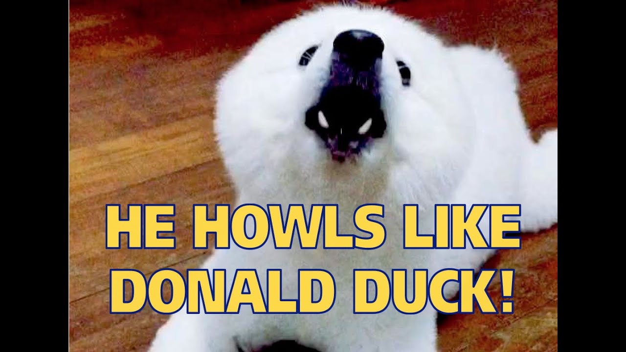 Cute Dog howling attempt fail