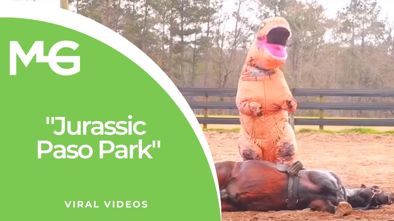 Jurassic Paso Park! Gaited horse trainer, Gaited Specialist
