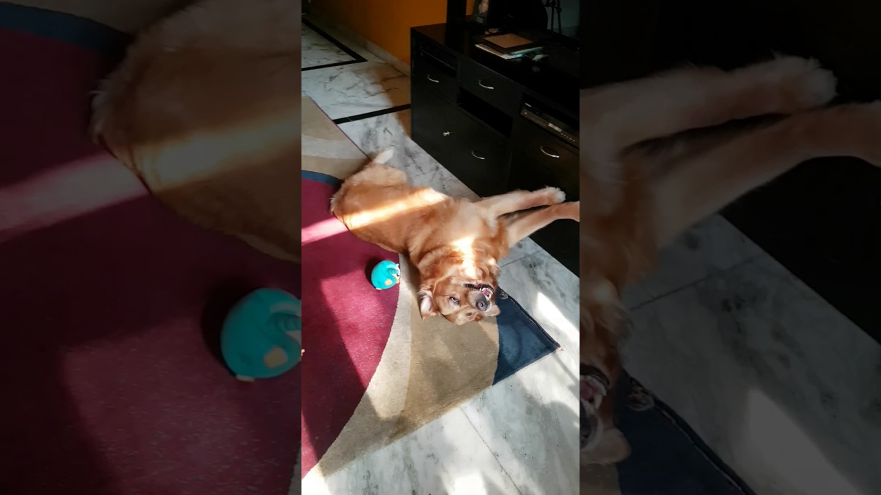 Ludwig the Golden Retriever squeaks his squeakies in the sweetest way.