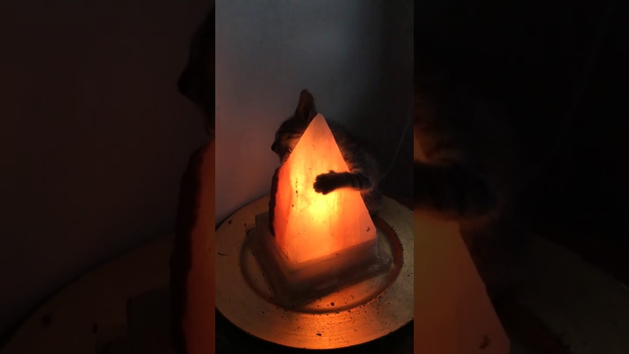 Young Cat Found Blissfully Hugging Warm Lamp