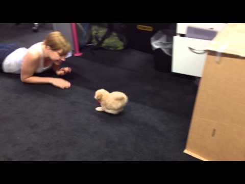 The Incredible Dog Shrinking Machine (tm)