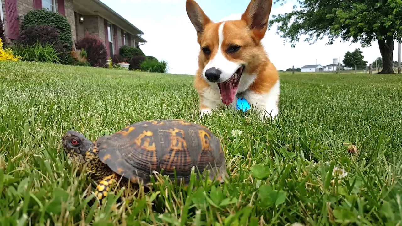 Turbo and the turtle