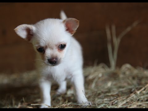 Lola the chihuahua & the Goat kids Daily Playtime