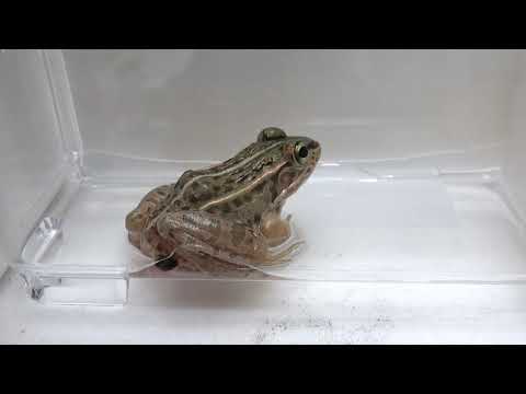The Great Escape: Beetle Swallowed by Frog Emerges From Unlikely Route