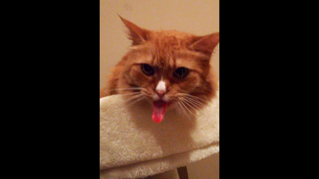 Cat "Licks" the Sound of Tape (ORIGINAL)
