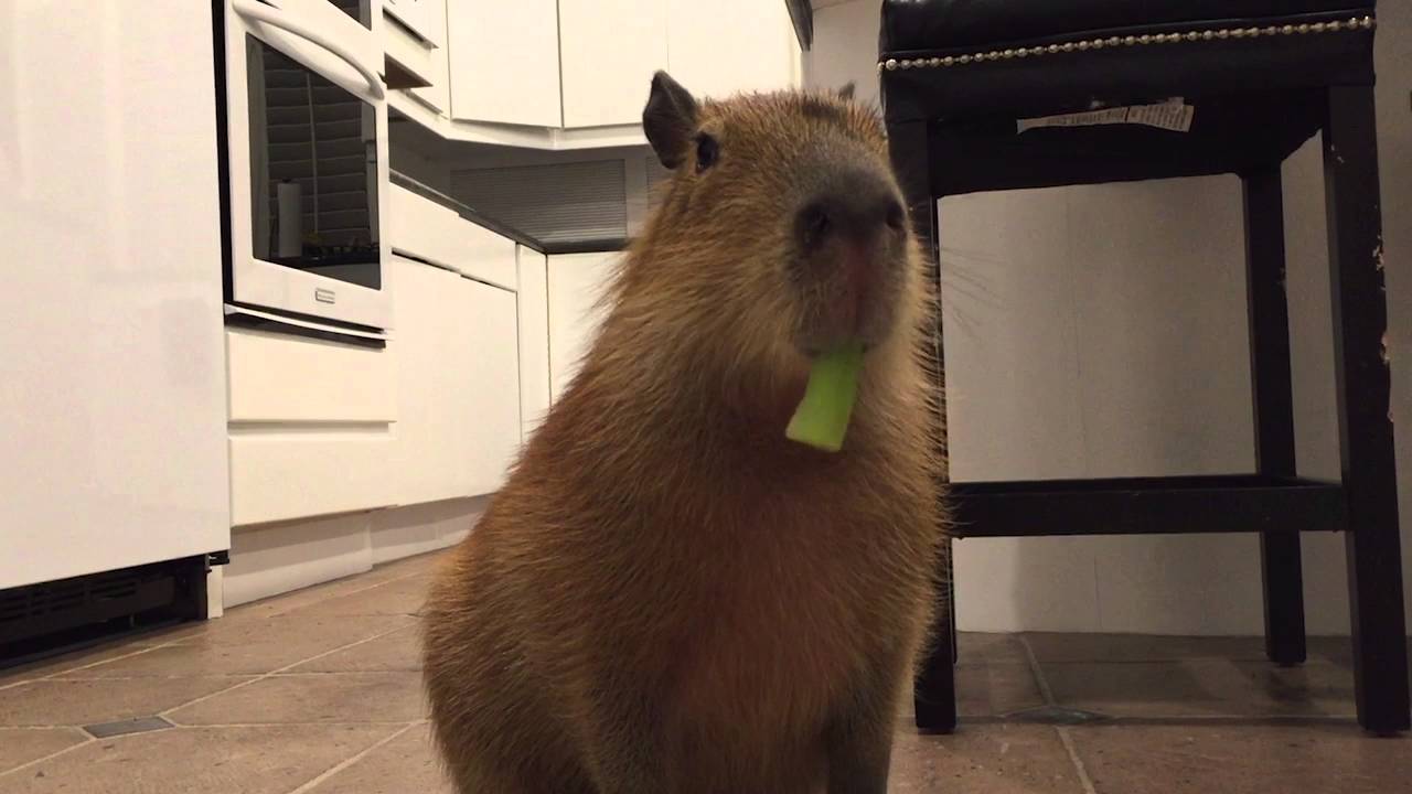 Sweetie The Capy Eating Celery