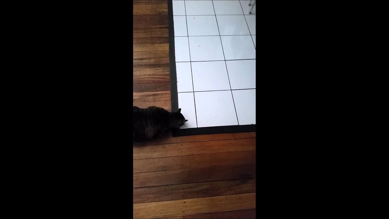 My cat is an asshole.
